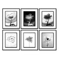 Len Prince Photography-Poppy Series